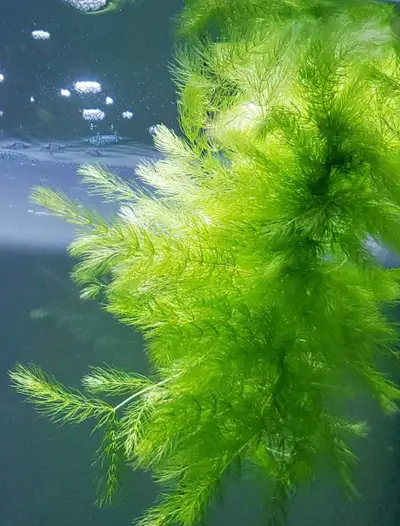 Hornwort , View more