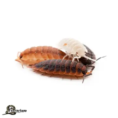 Porcellio scaber - Party mix (12+), View more