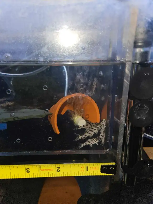 super white L236 pleco fry UPDATED in Fish for Rehoming in City of Toronto - Image 7