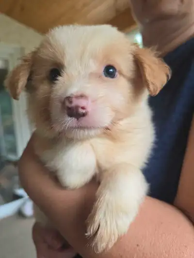 Border Collie puppies, pure bred - ready for July 9th!, View more