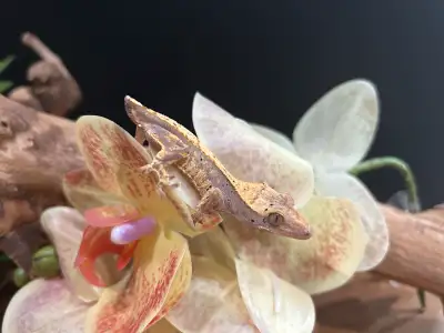 Unsexe, Dalmatian x Harlequin born about 7 months ago, Frog butt.