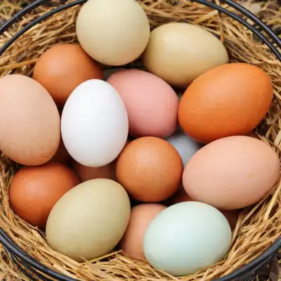 FARM EGGS!!!, View more