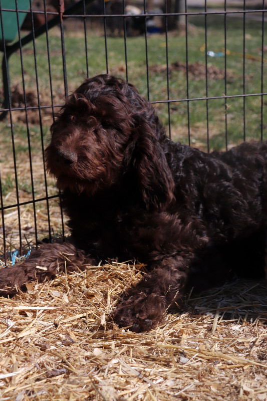 LABRADOODLE+F1B+3 PRETTY LADIES LOOKING FOR HER FUREVER HOMES in Dogs & Puppies for Rehoming in Kingston - Image 3