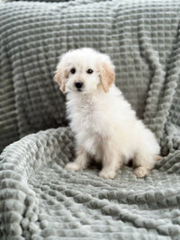 Charming Mini Goldendoodle Puppies For Loving Homes
