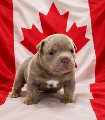 American Bull dog puppies, View more