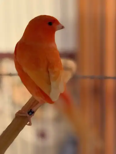 canaris mâles, View more