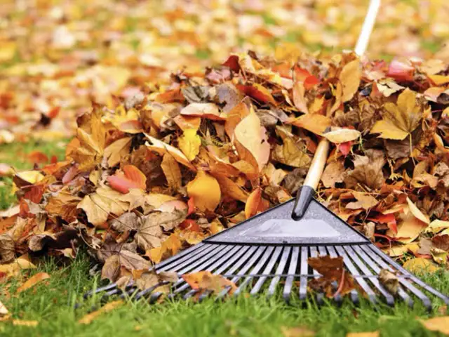 Snowblowing & leaf removal in General Labour in Thunder Bay - Image 3