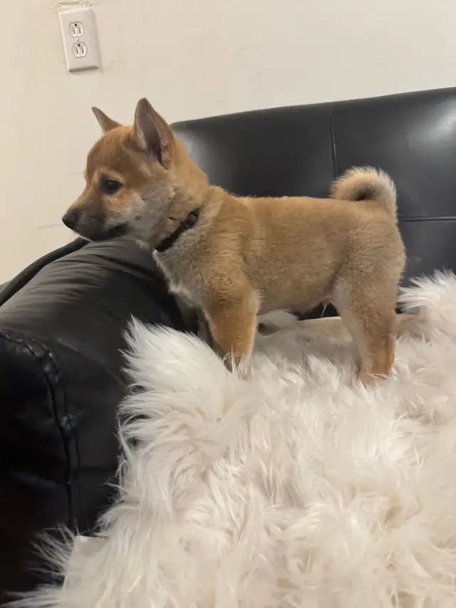 Shiba inu pure race pur bred in Dogs & Puppies for Rehoming in City of Montréal - Image 4