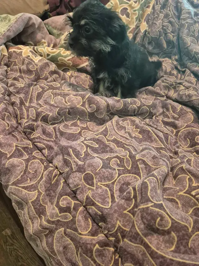 Minature schnauzer cross shihtzu boy in Dogs & Puppies for Rehoming in Owen Sound - Image 3
