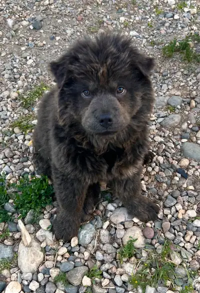 Chow Chows, View more