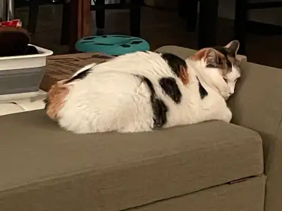 Great Mouser, View more