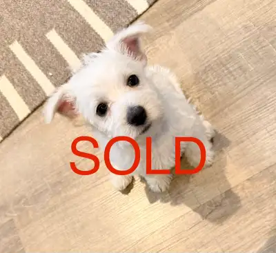 Westie/Cairn Mix Babies! All Sold, View more