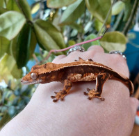 Crested gecko, NPV