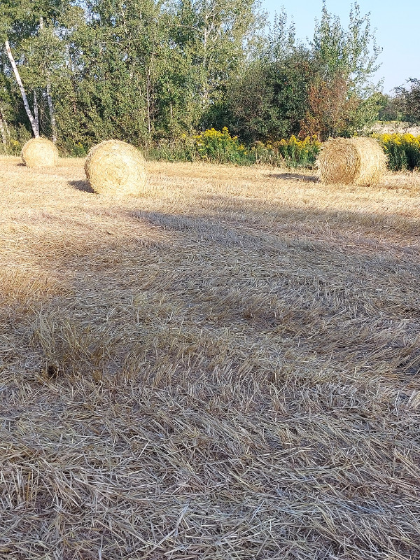 Hay  for  Sale in Livestock in Kawartha Lakes
