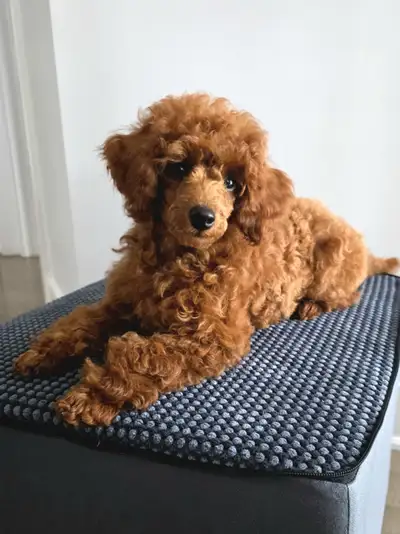 Caniche toy femelle enregistrée au CCC, View more