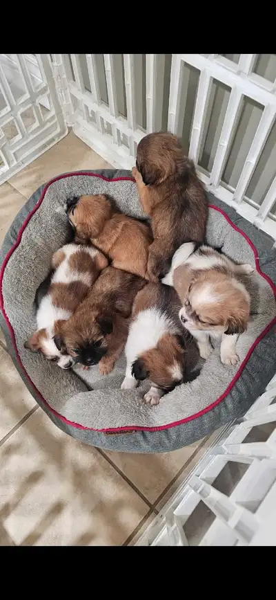 Pom/shitzu  Puppies, View more