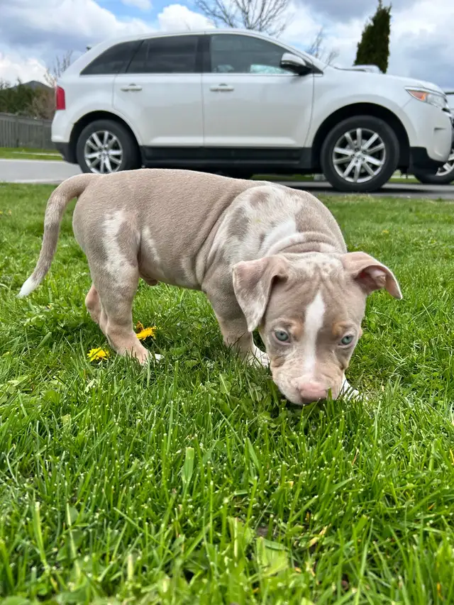 American Pups459620558696632322
