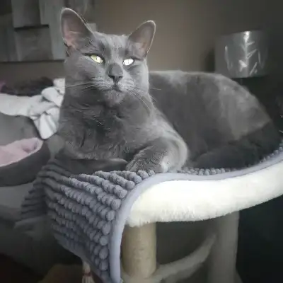 Sweetest Female Cat, View more