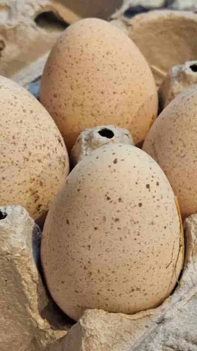 Fertilized Heritage Turkey Eggs $5 an egg