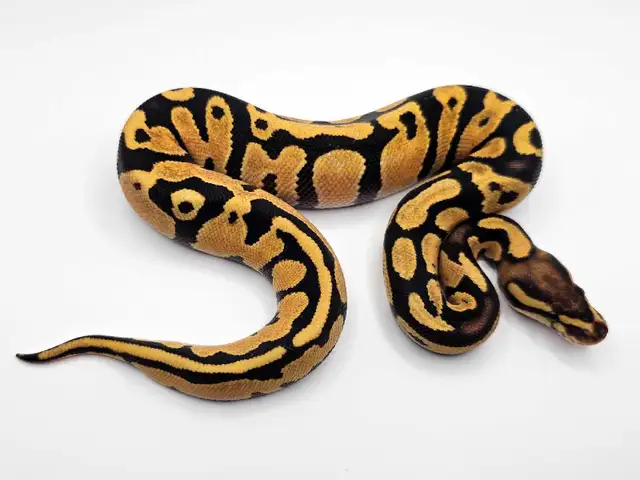 *FALL SALE* Desert Ghost Ball Python Hatchlings ♡ | Reptiles ...