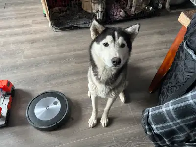 Hi! My name is Henry. I am 2 years old. I am neutered. I am a purebred Siberian Husky. I’m extremely...