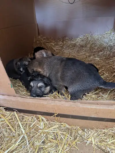 2 puppies for sale 2 females available Great livestock guardians dogs Good with kids and other anima...