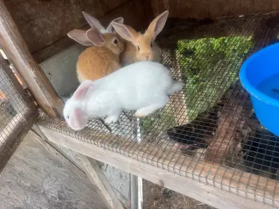 French lop Flemish giant babies , View more