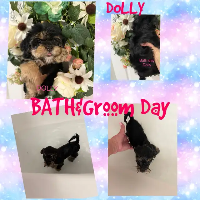 2 Yorkie/Biewer Pups Ready to Go in Dogs & Puppies for Rehoming in Markham / York Region - Image 7