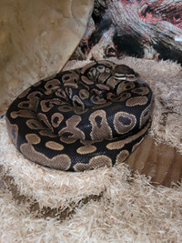 Adult Female Ball Python ( Normal)/ PU ONLY