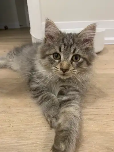 maincone mix kittens, View more