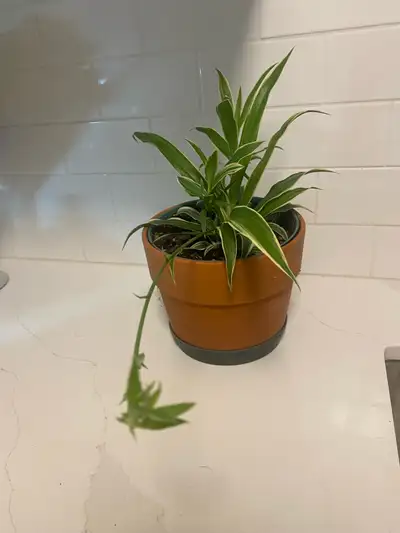 This used spider plant, known for its air-purifying qualities, features vibrant green and white stri...