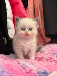 Ragdoll looking for new family