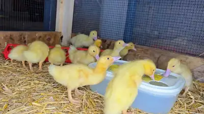 WHITE LAYER DUCKLINGS Located just 5 minutes SW of Spruce Grove We have beautiful White Layer duckli...