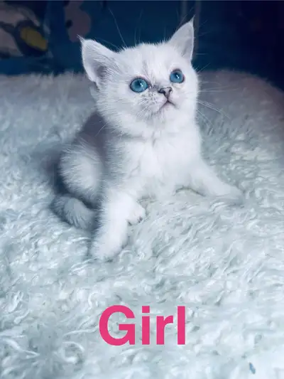 Purebred British shorthair DELIVERY, blue eyed rear cats, View more