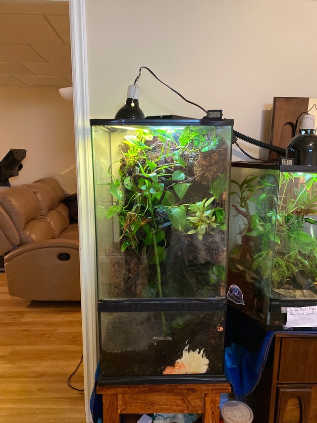 Bioactive Red Eyed Tree Frog Terrarium Reptiles & Amphibians for