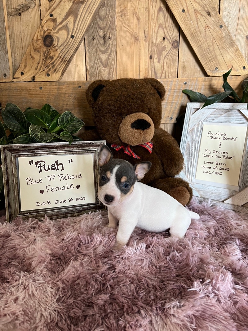 Adorable, versatile, companion puppies. Dogs & Puppies for Rehoming Napanee Kijiji