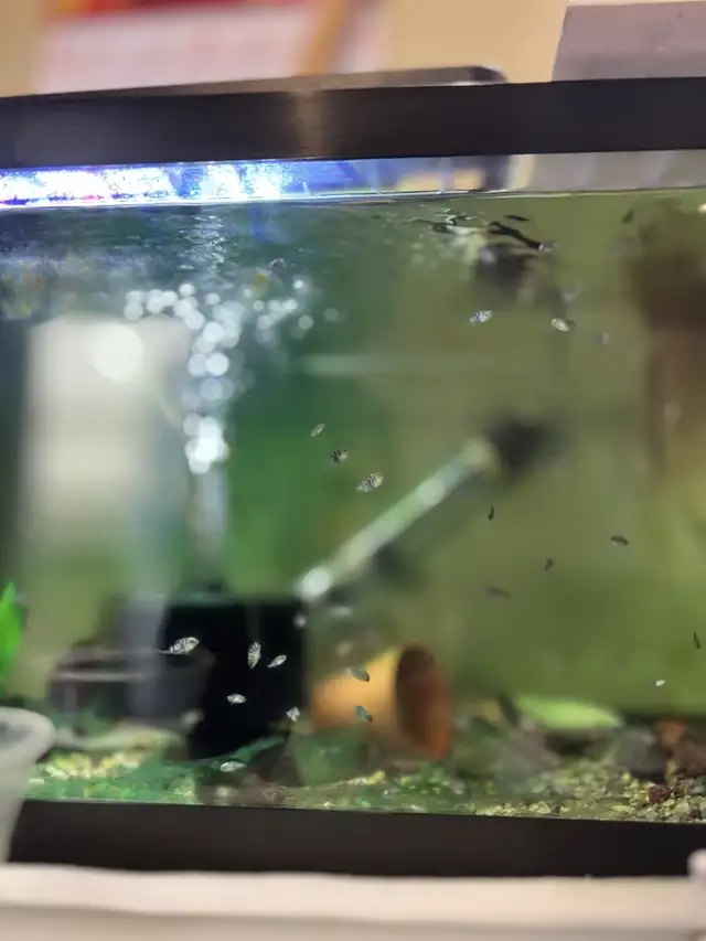 polar blue mini parrot fish (1/2)inch in Fish for Rehoming in Richmond - Image 5