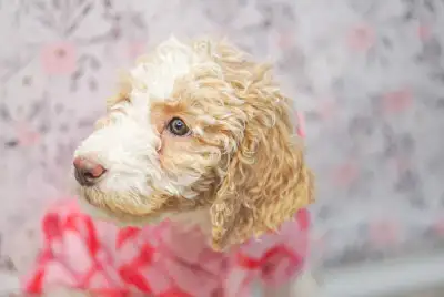 Moyen/Medium F1B Goldendoodle Puppies Adoption Hypoallergenic, View more