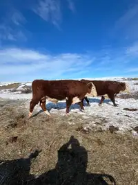 PUREBRED POLLED HEREFORD BULLS FOR SALE