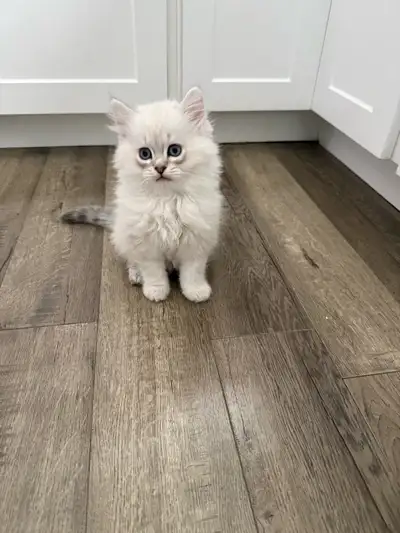 Purebred ragdoll kitten, View more