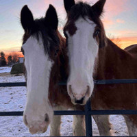 Pair of Clydesdale Geldings for sale 