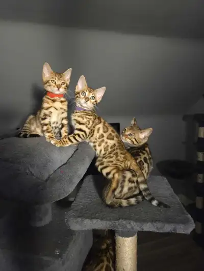 Top quality TICA registered Bengal kittens - reputable cattery, View more