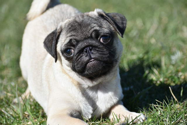 Pug Puppies in Dogs & Puppies for Rehoming in Trenton