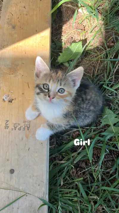 Kittens looking for forever home, View more