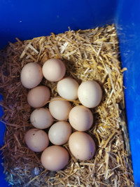 Hatching Eggs (Canadian Bresse Chicken) For Sale