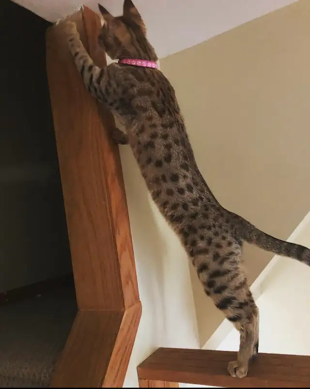 F5 Savannah Cat in Cats & Kittens for Rehoming in Calgary - Image 11