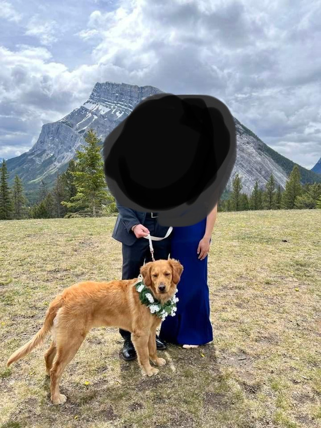 Doggie Wedding Leis in Other in Saskatoon - Image 2