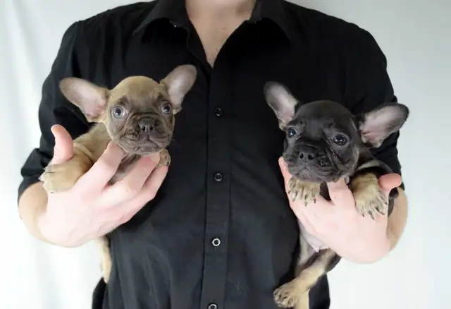 French Bulldogs for sale (fluffy carrier) low shed in Dogs & Puppies for Rehoming in Calgary - Image 3