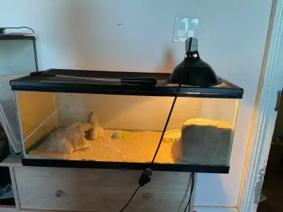 Hey there I just got a leopard gecko here his name is Leo and he loves to eat explore and climb on y...