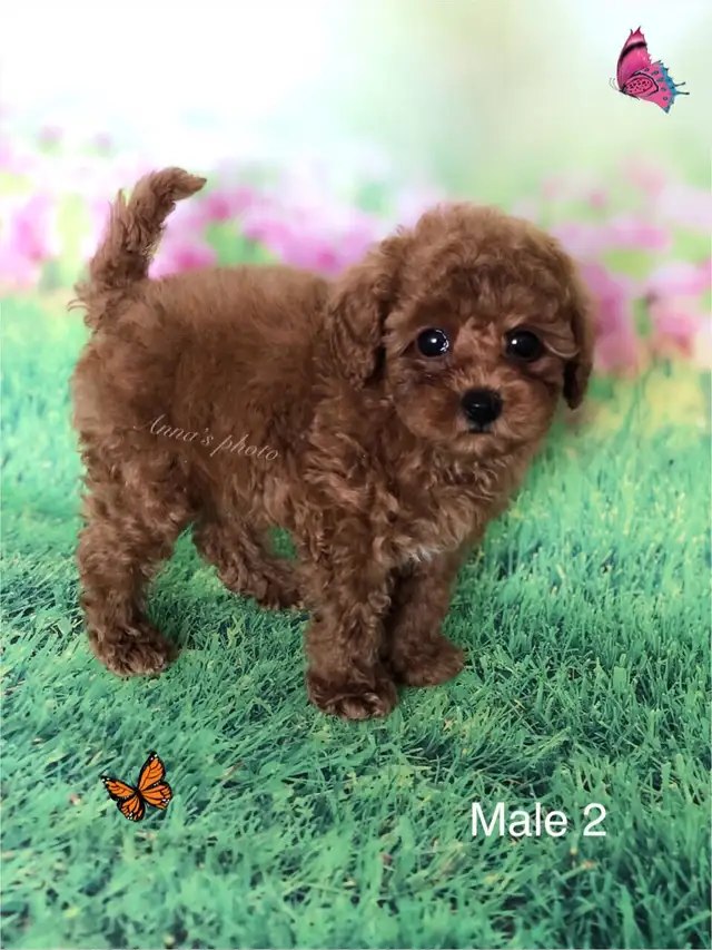 Pure Toy and Tiny Toy  poodle males in Dogs & Puppies for Rehoming in City of Toronto - Image 7